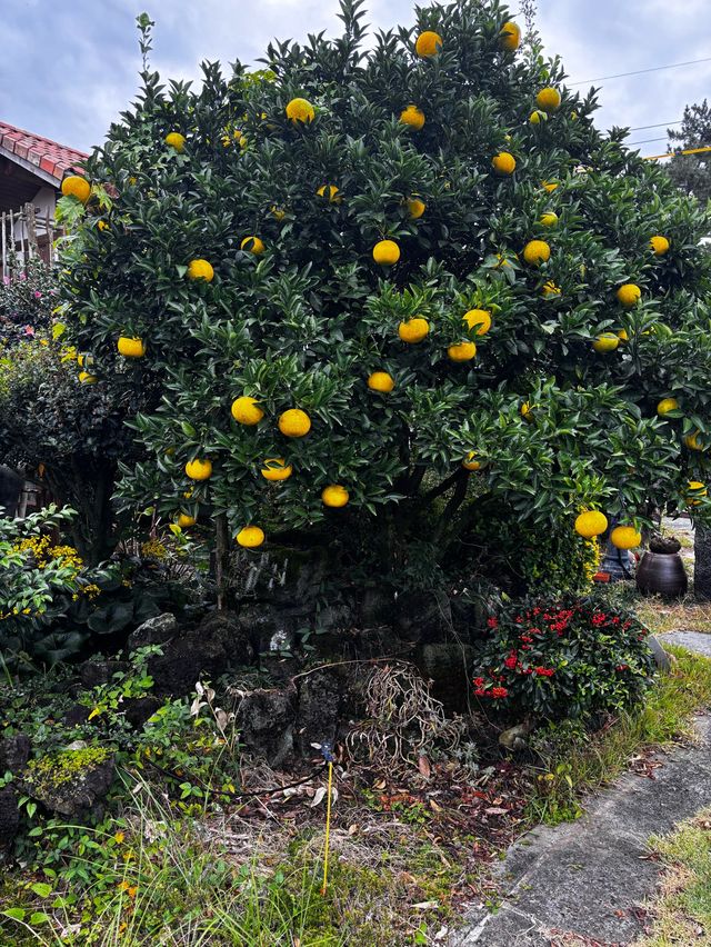 제주다운 펜션 🍊웨스티하우스