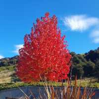 Lake Wanaka autumn colours 