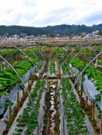 Starwberry Farm