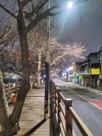 부산벚꽃은 온천천🌸feat.0322 실시간 벚꽃현황🌸
