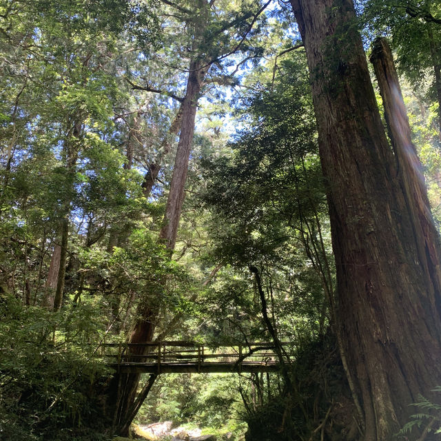 此生必去-最美的部落 司馬庫斯 神木群登山步道挑戰