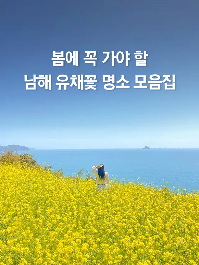 전국에서 가장 예쁜 남해 유채꽃 명소 모음집 💛