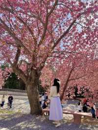 봄이 가장 예쁜 사천 당일치기 여행코스 🌸