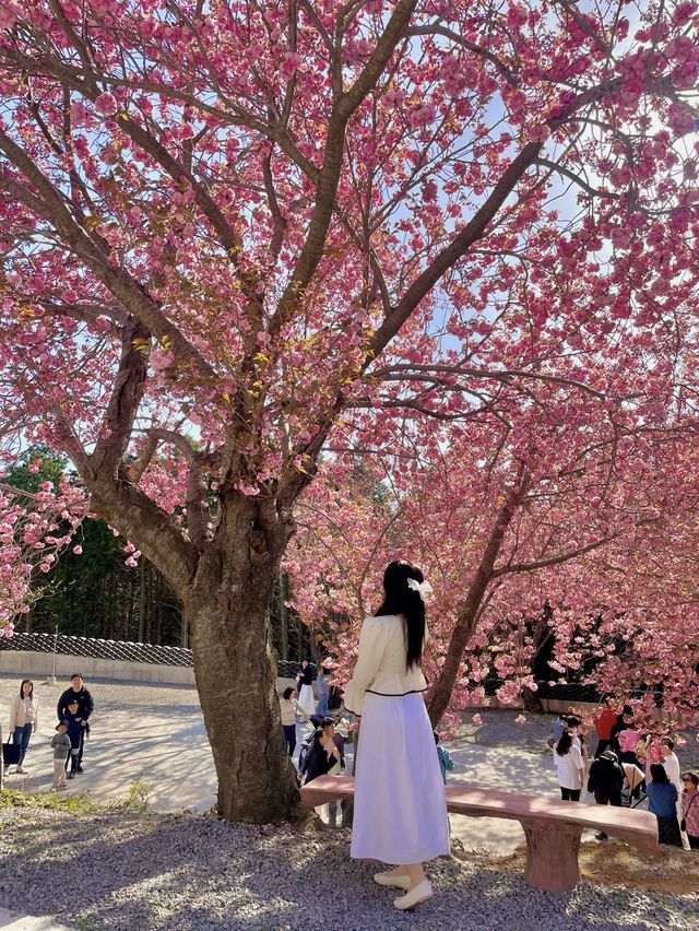 봄이 가장 예쁜 사천 당일치기 여행코스 🌸