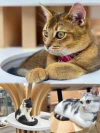 😹荔枝角貓貓Cafe 萌爆貓貓陪你食大餐