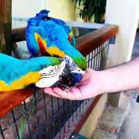 Fun Feeding and Interaction with Parrots & Birds 