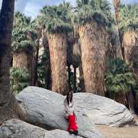 Indian Canyon, Palm Springs อเมริกา