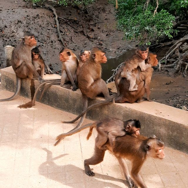 Mekong River Delta Tour — MUST HAVE in Vietnam