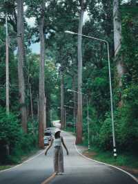 ไปเช็คอิน ถนนต้นยาง ประตูสู่เชียงดาว