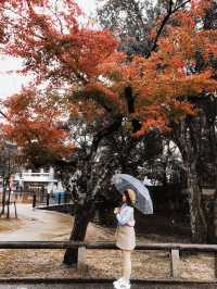 日本奈良興福寺賞紅葉🍁
