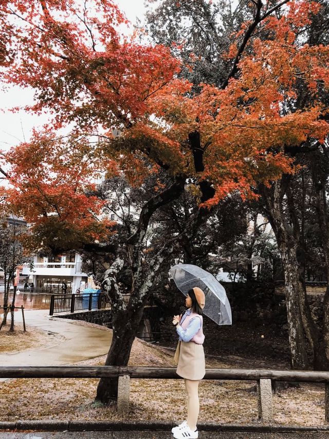 日本奈良興福寺賞紅葉🍁