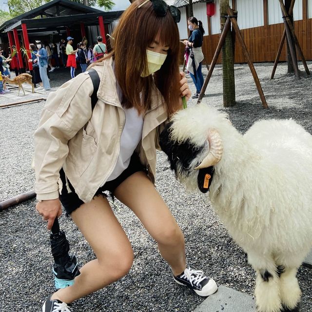 宜蘭 張美阿嬤農場