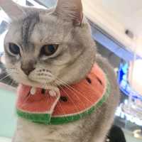 親親貓主子的上樓cafe shop 
