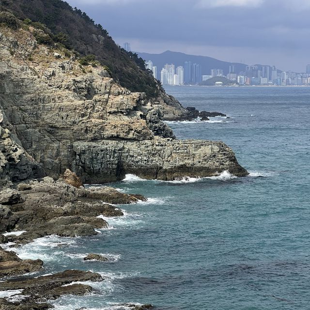 부산 수선화 명소 “오륙도 해맞이 공원”🌼