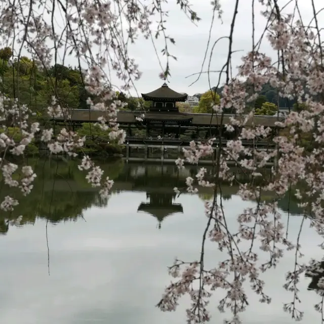  京都平安神宮八重紅枝垂櫻2023年4月6日