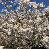 Sakura in Fukuoka!!! 