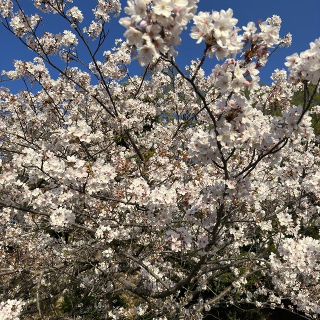 Sakura in Fukuoka!!! 