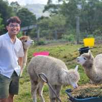 ไปเล่นกับอัลปาก้า Alpaca กัน