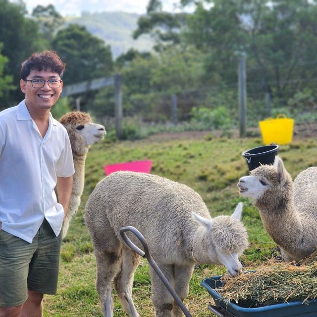 ไปเล่นกับอัลปาก้า Alpaca กัน