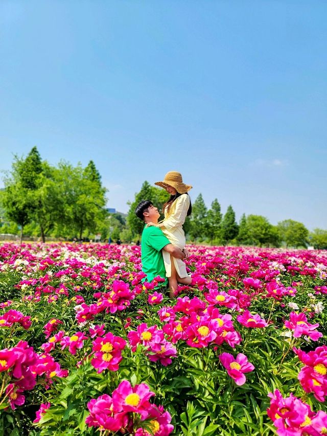 지금 만개한 작약꽃 즐기기! 합천 핫들생태공원🌺