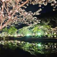 さくら🌸 ฤดูแห่งความน่ารัก