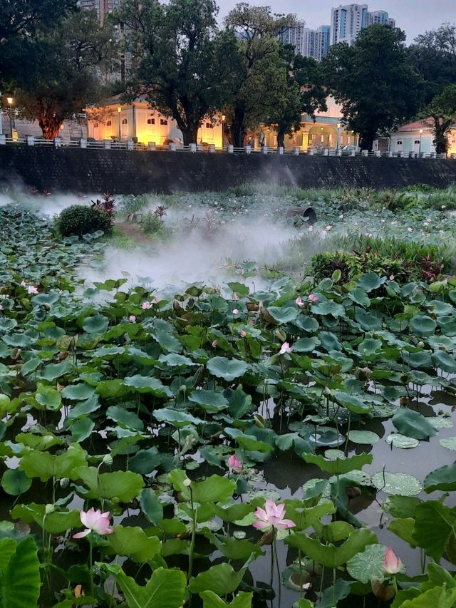城中荷花🌸