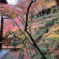 【京都NO.1紅葉🍁スポット、永観堂】