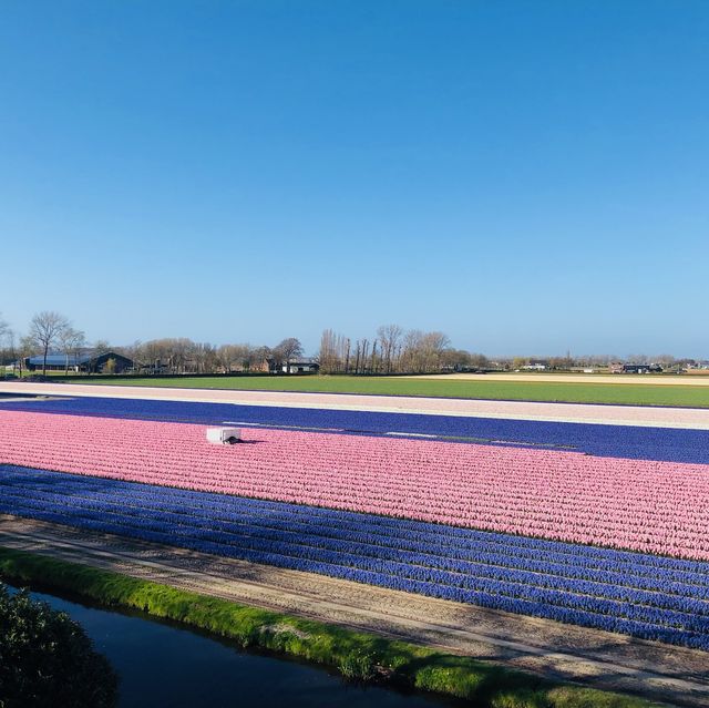 荷蘭🇳🇱盧瑟Lisse•風車景觀區🎡🛶Keukenhof Garden庫肯霍夫花園 