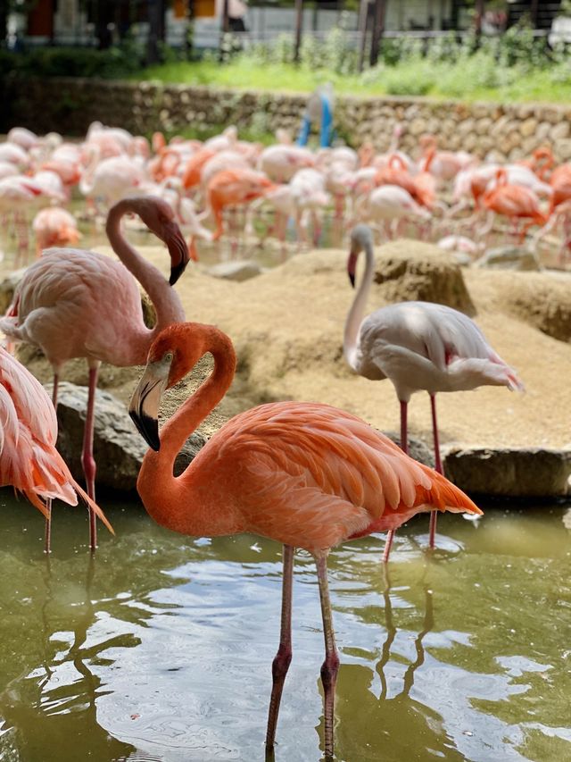 Kobe Oji Zoo 🐨🐼🐘🦩🦒