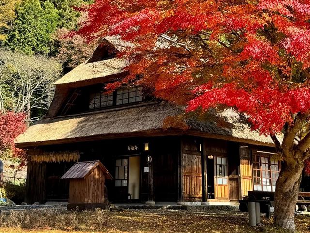 อัพเดตใบไม้เปลี่ยนสี มองเห็นวิวฟูจิกันค่ะ 🍂