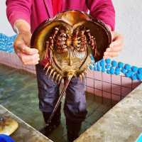 Clam harvesting farm in Taiwan