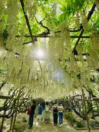 【栃木県/あしかがフラワーパーク】2023年行ってよかった！園内を彩る藤の花