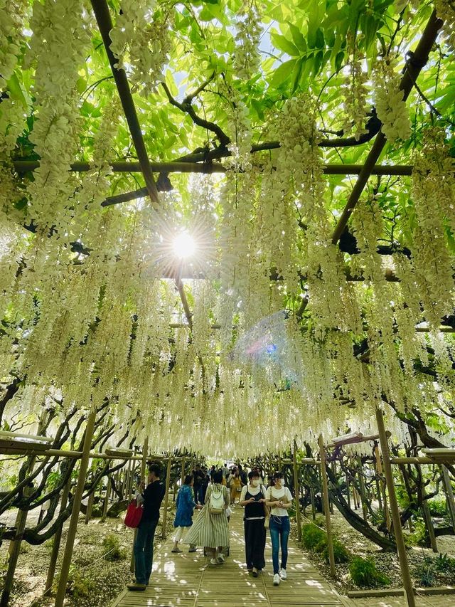 【栃木県/あしかがフラワーパーク】2023年行ってよかった！園内を彩る藤の花