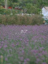 Bliss & Bloom Cafe ทับลาน