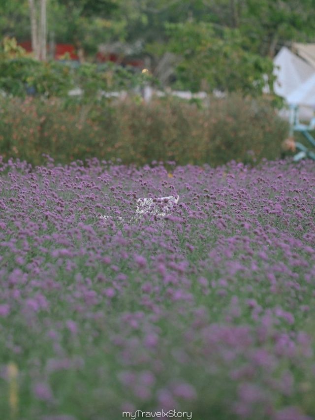 Bliss & Bloom Cafe ทับลาน