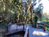 สัมผัสป่าดึกดำบรรพ์ อาลีซานเมืองไทย 🌲🌲🌲