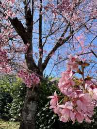 🌸 ซากุระ เมืองไทย 🌸 