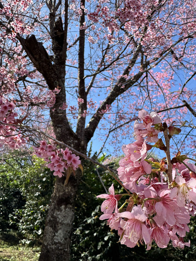 🌸 ซากุระ เมืองไทย 🌸 