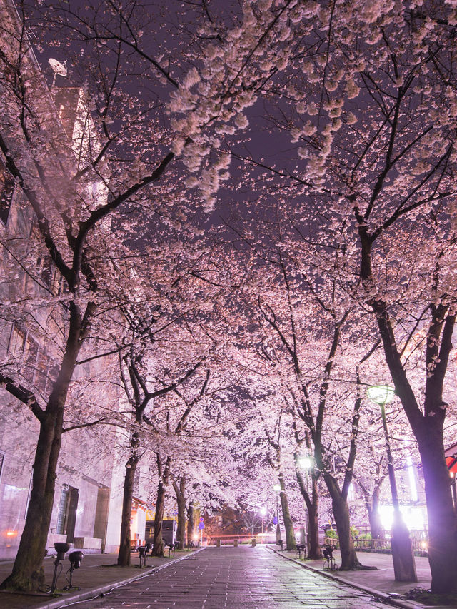 【桜といえば京都！✨】京都で見て欲しい桜スポット紹介！🌸 