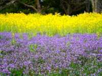 Showa Memorial Park