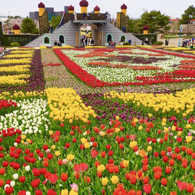 Tulip season in Korea