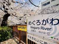 Sakura Season in Tokyo