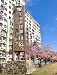 【旧中川の桜/東京都】河津桜と大寒桜、スカイツリーも楽しめる！
