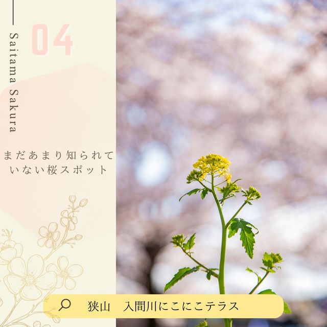 ドライブにおすすめ！埼玉桜散歩🚗🌸