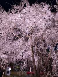 【京都×桜】2日限定開催の夜桜絶景✨樹齢180年のしだれ桜は圧巻🤩※チケット購入の注意点付き