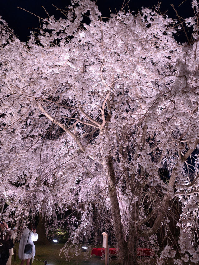 【京都×桜】2日限定開催の夜桜絶景✨樹齢180年のしだれ桜は圧巻🤩※チケット購入の注意点付き