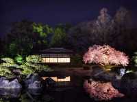 京都二条城夜櫻祭