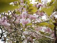 🇺🇸 三藩市金門公園 🌸 觀賞櫻花最佳地點