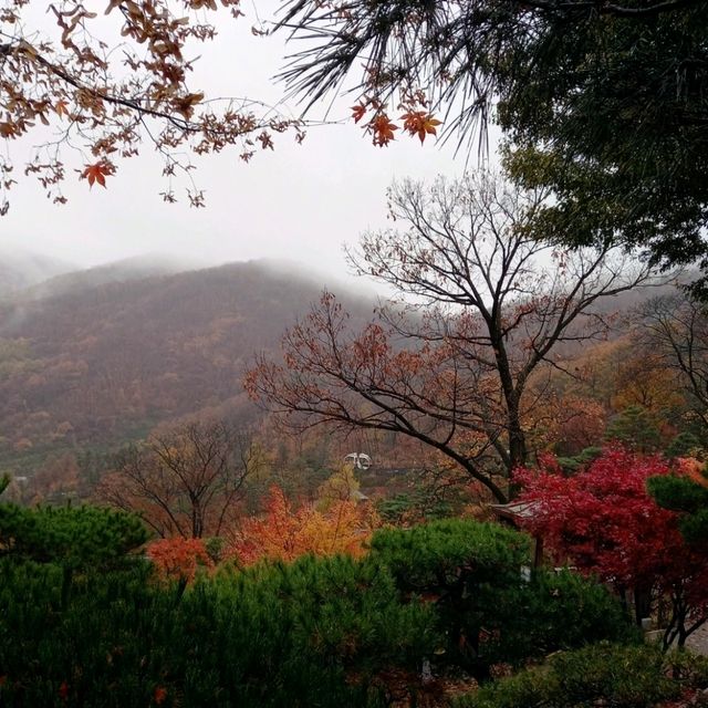 국내 최고의 숲 "화담숲"