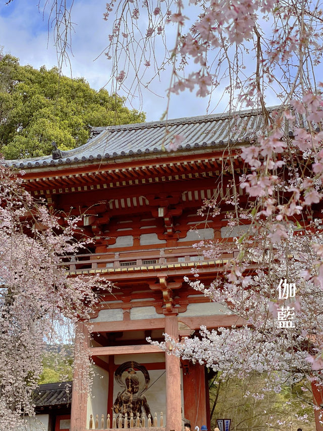 訪れる価値あり🌸豊臣秀吉も愛した醍醐寺の桜
